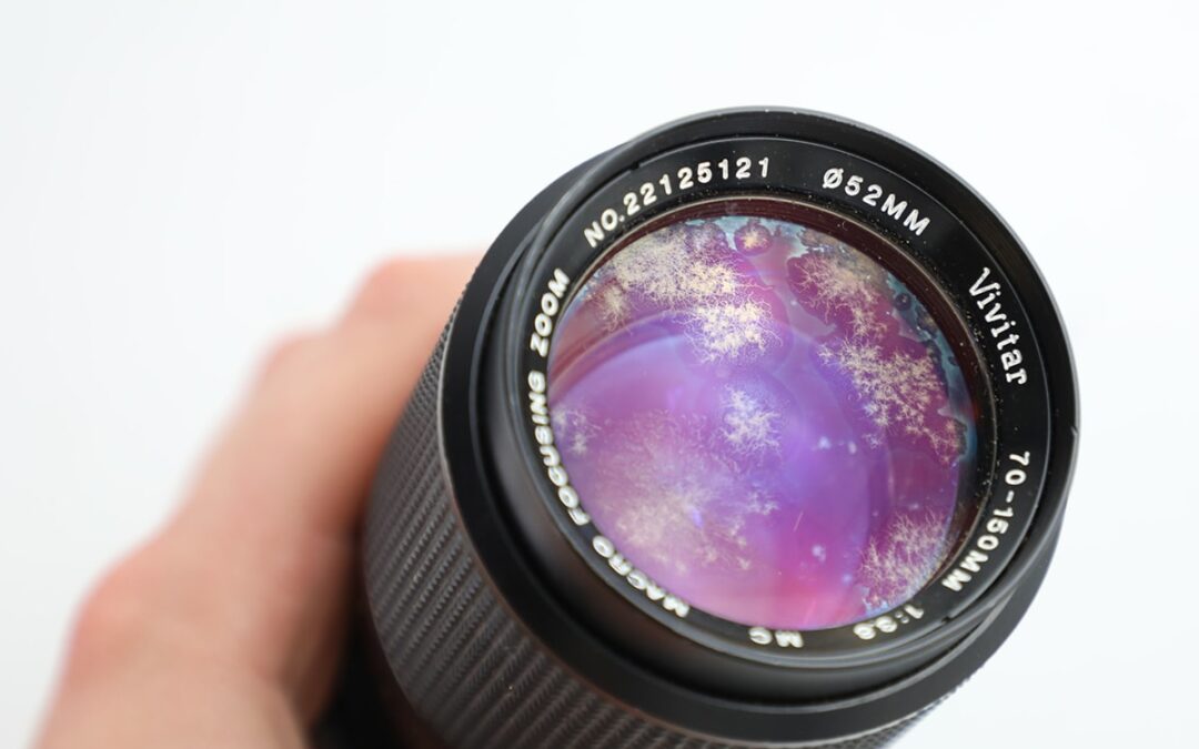 Lens Fungus – causes and how to prevent it from happening to you!